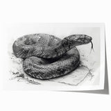 Colorful reptile-themed wall art print showcasing a striking snake design, perfect for adding a vibrant touch to modern interiors. Ideal for reptile lovers and art enthusiasts.