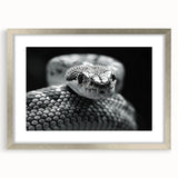 Framed wall art featuring a detailed snake design in vibrant colors, set in a silver frame with a mat, perfect for reptile enthusiasts and home decor.