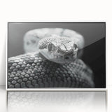 Framed wall art featuring a detailed snake design in vibrant colors, set against a white background, perfect for reptile enthusiasts and modern decor.