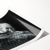Vibrant rolled wall art print showcasing a detailed snake design, featuring intricate patterns and colors, ideal for reptile enthusiasts and modern decor.