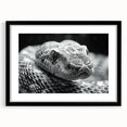 Black-framed wall art featuring a striking reptile and snake design, showcasing intricate details and vibrant colors, perfect for animal lovers and home decor enthusiasts.