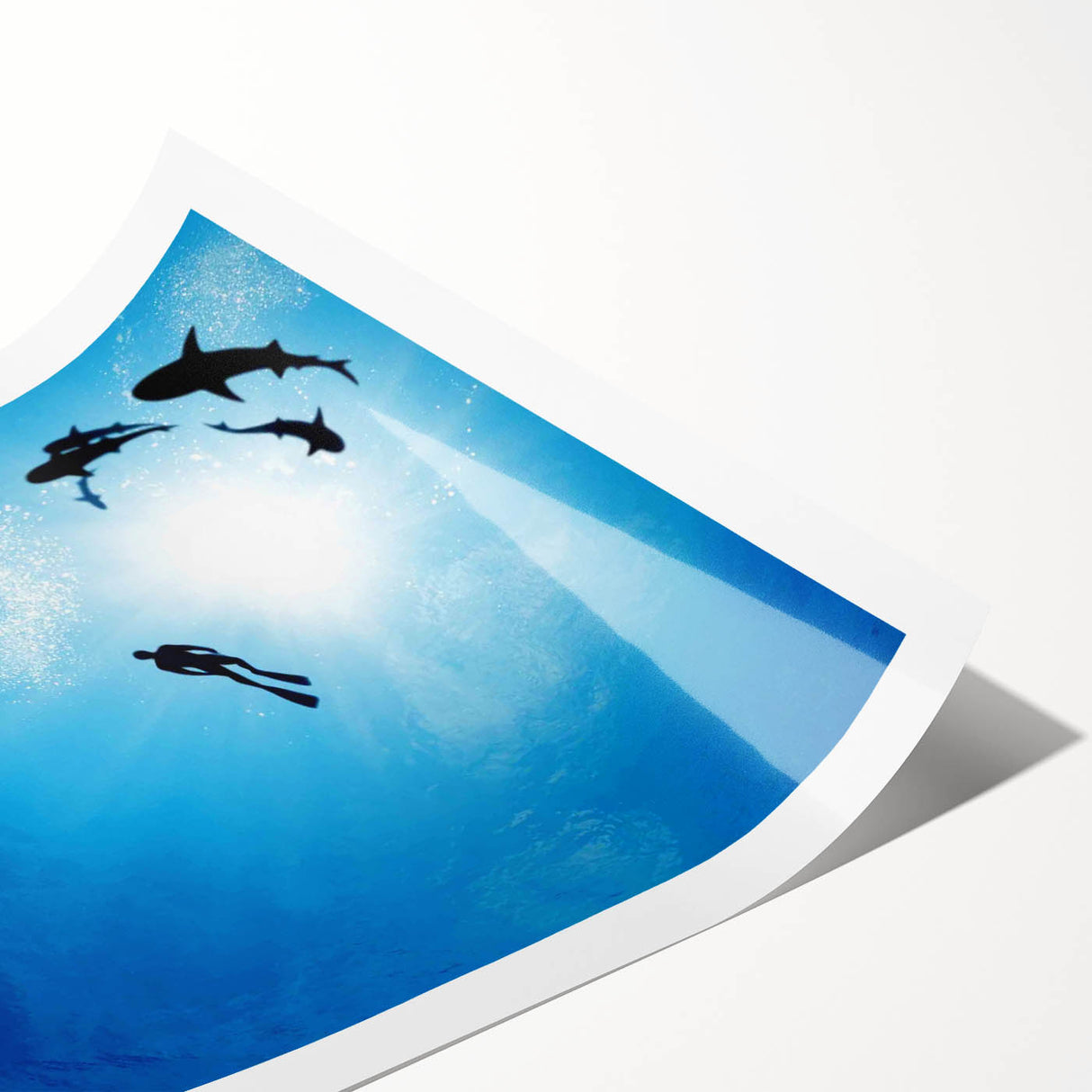 2000s Vintage Movie Posters - Sharkwater Documentary Wall Art