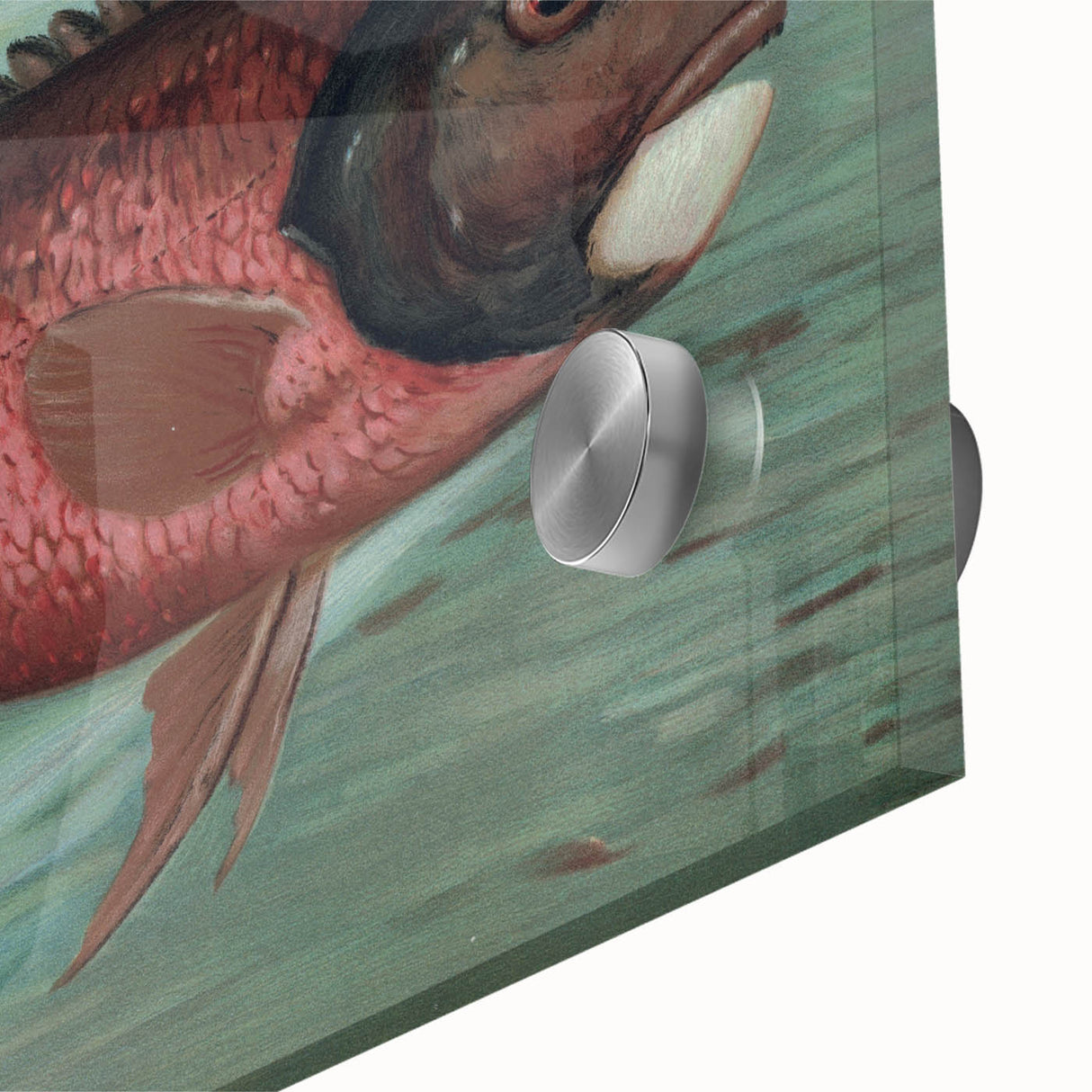 Vintage Animal Art: Fish in Water | Antique Wildlife Prints