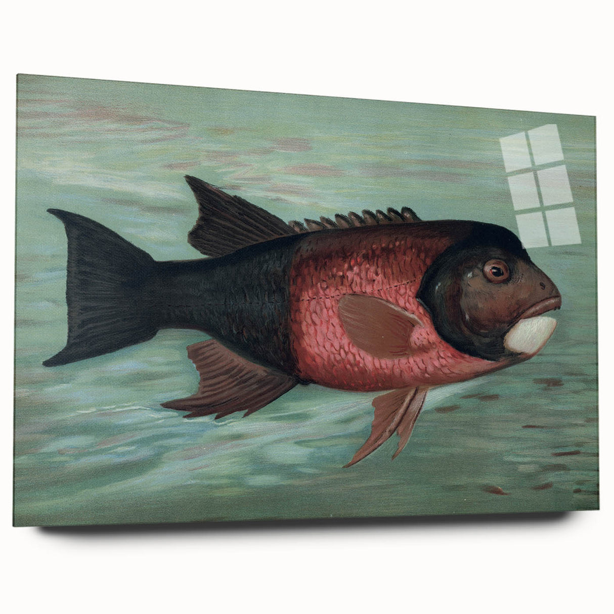 Vintage Animal Art: Fish in Water | Antique Wildlife Prints