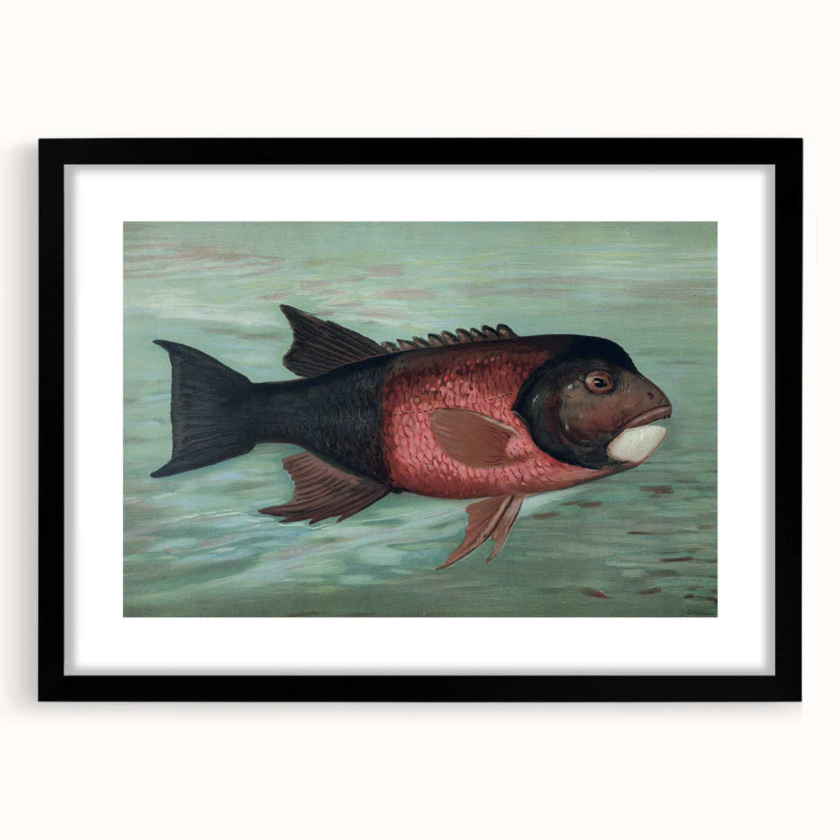 Vintage Animal Art: Fish in Water | Antique Wildlife Prints