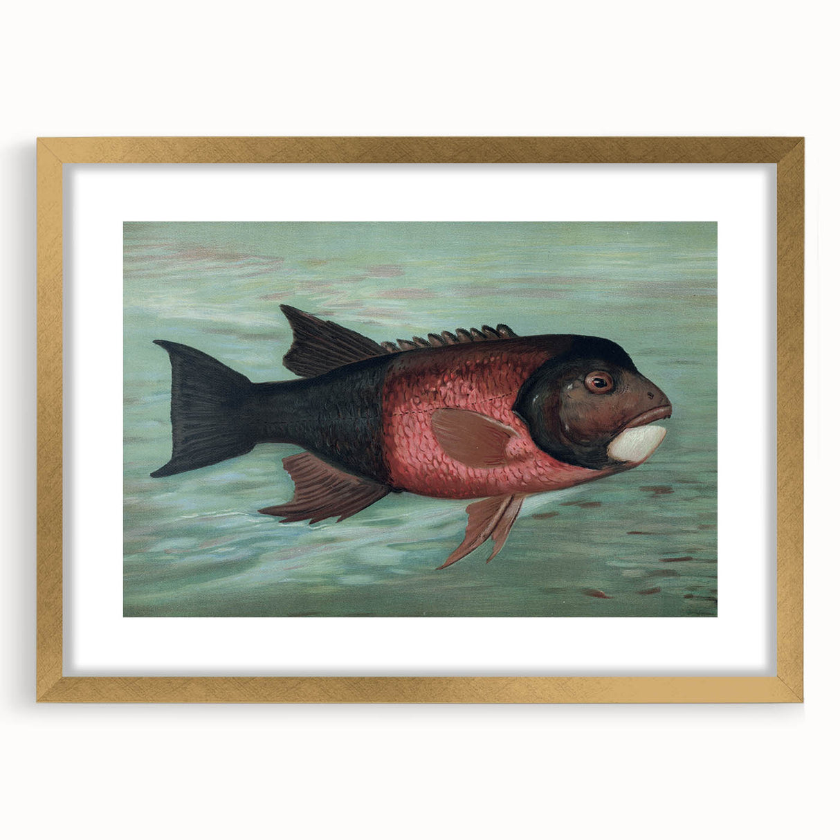 Vintage Animal Art: Fish in Water | Antique Wildlife Prints