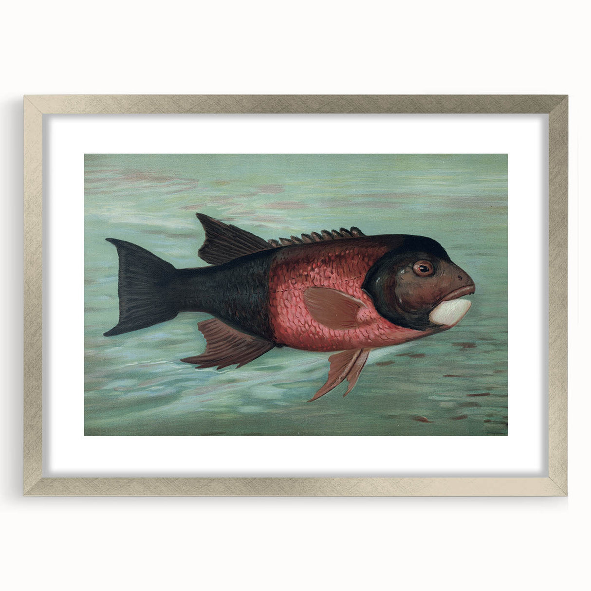 Vintage Animal Art: Fish in Water | Antique Wildlife Prints