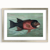 Vintage Animal Art: Fish in Water | Antique Wildlife Prints