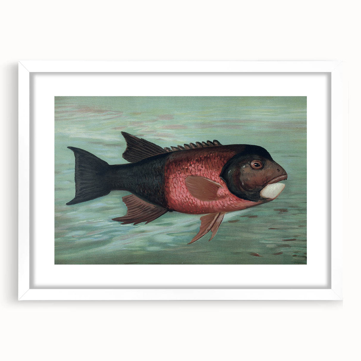 Vintage Animal Art: Fish in Water | Antique Wildlife Prints