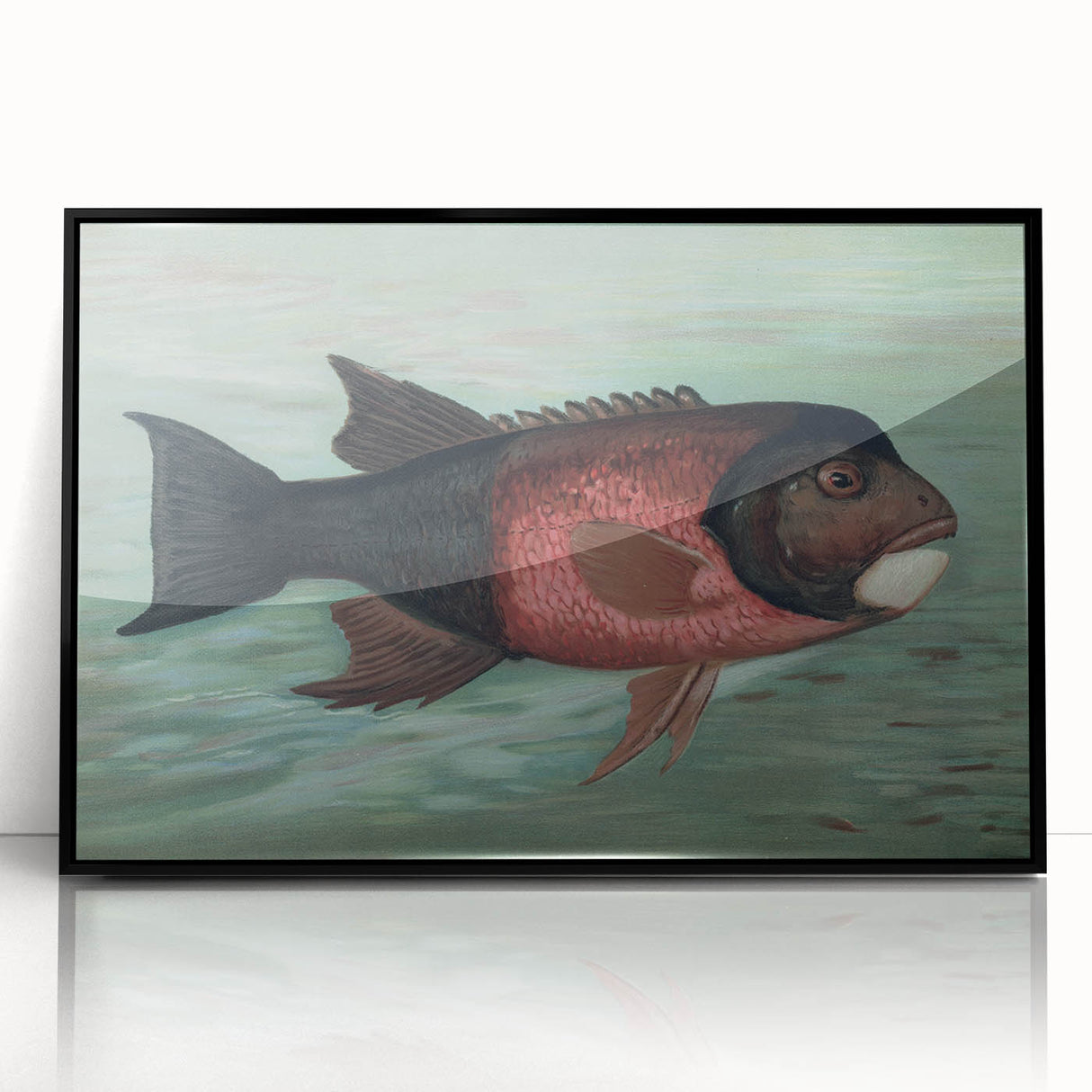 Vintage Animal Art: Fish in Water | Antique Wildlife Prints