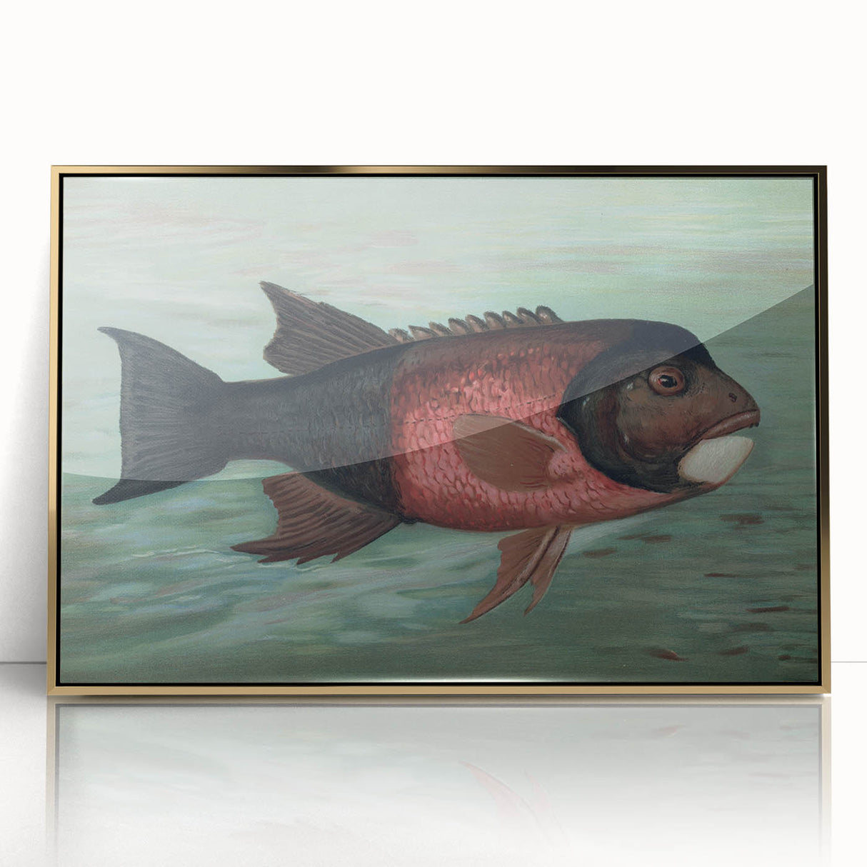 Vintage Animal Art: Fish in Water | Antique Wildlife Prints