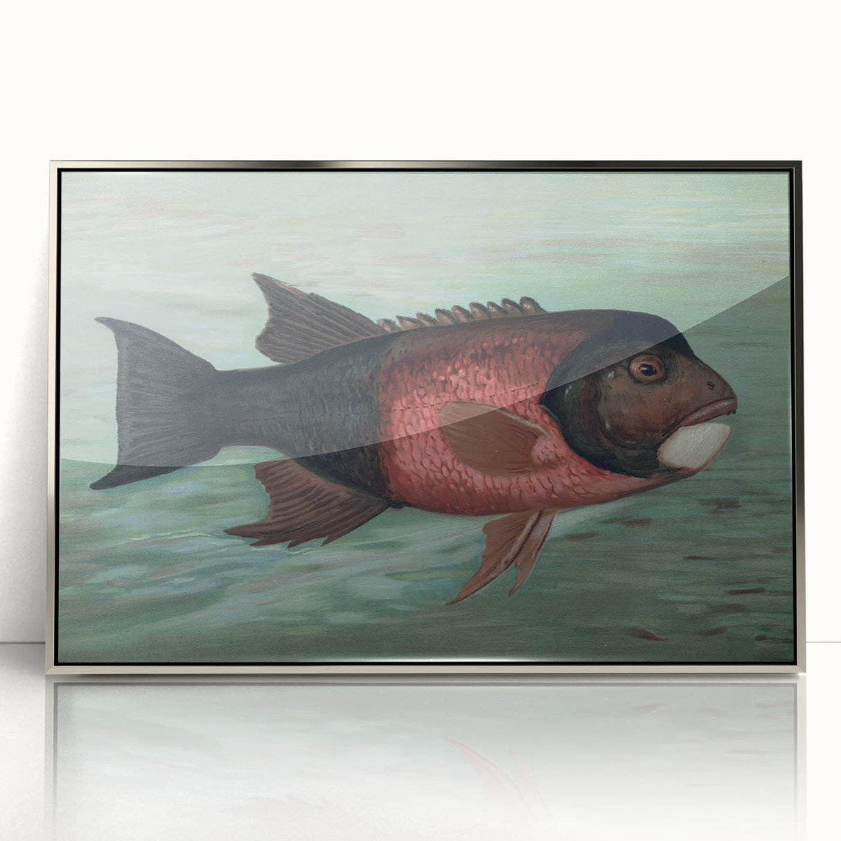 Vintage Animal Art: Fish in Water | Antique Wildlife Prints