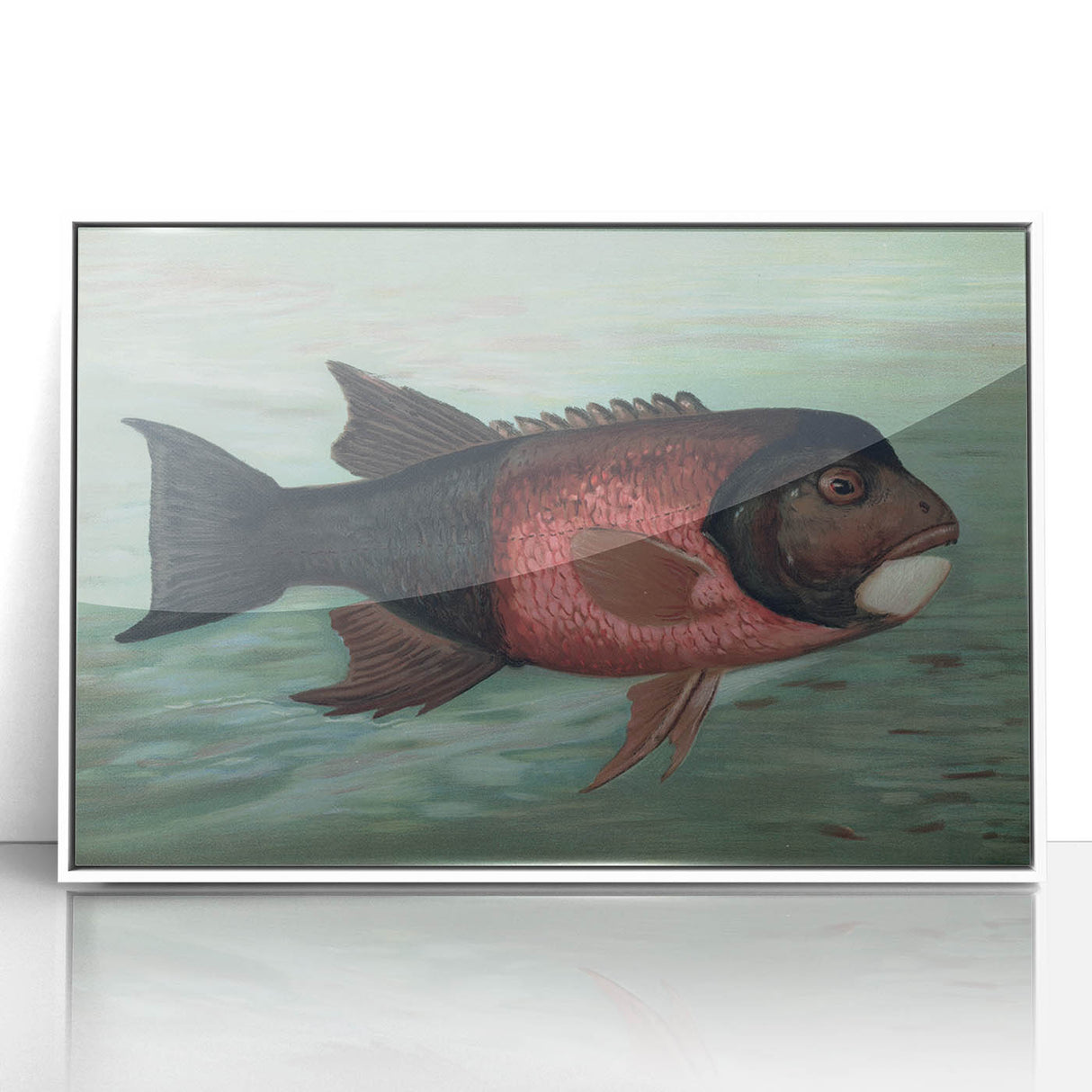 Vintage Animal Art: Fish in Water | Antique Wildlife Prints