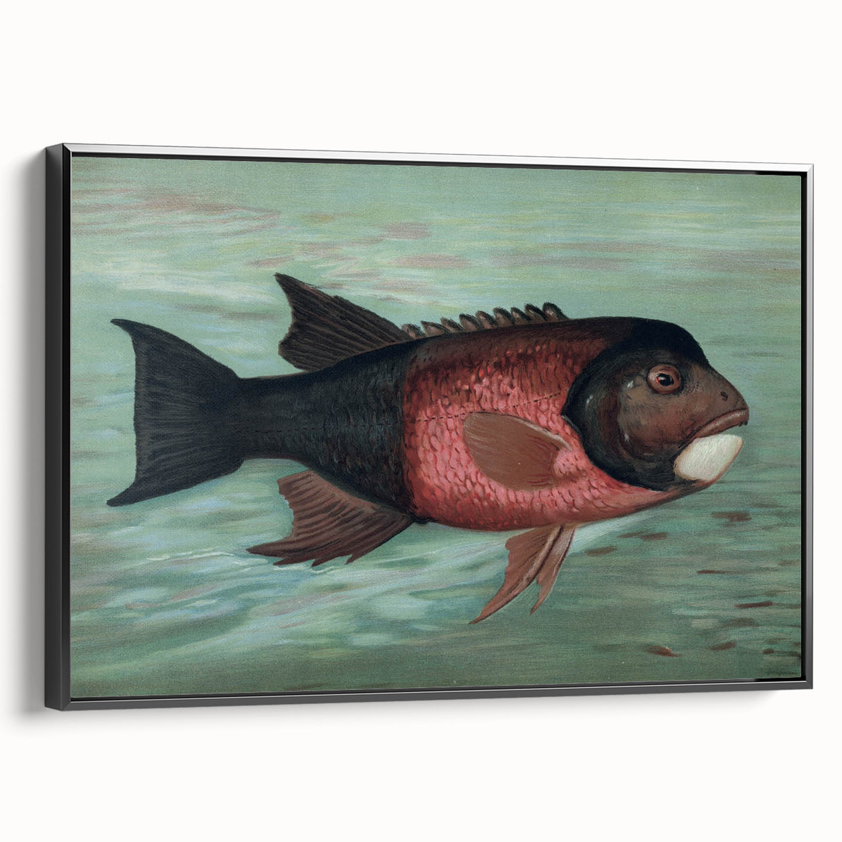 Vintage Animal Art: Fish in Water | Antique Wildlife Prints