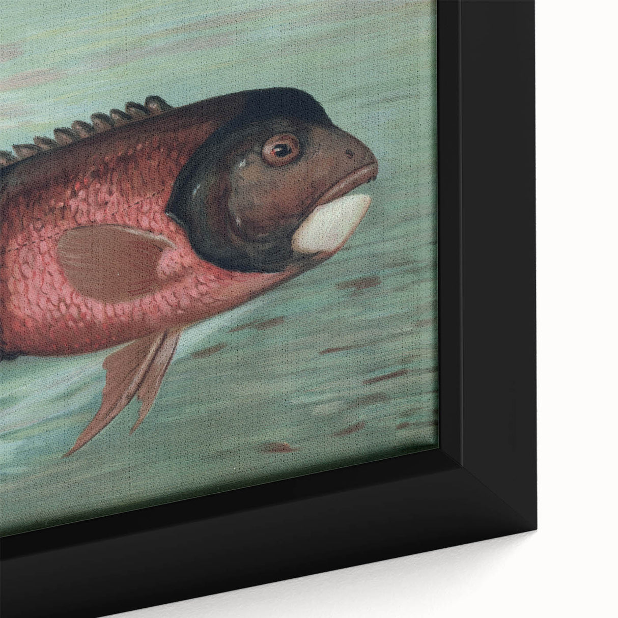 Vintage Animal Art: Fish in Water | Antique Wildlife Prints