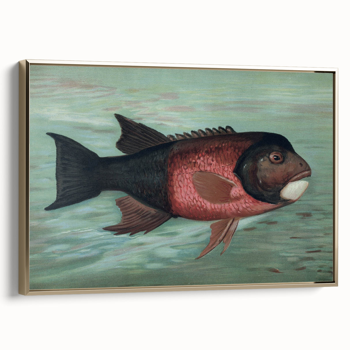Vintage Animal Art: Fish in Water | Antique Wildlife Prints