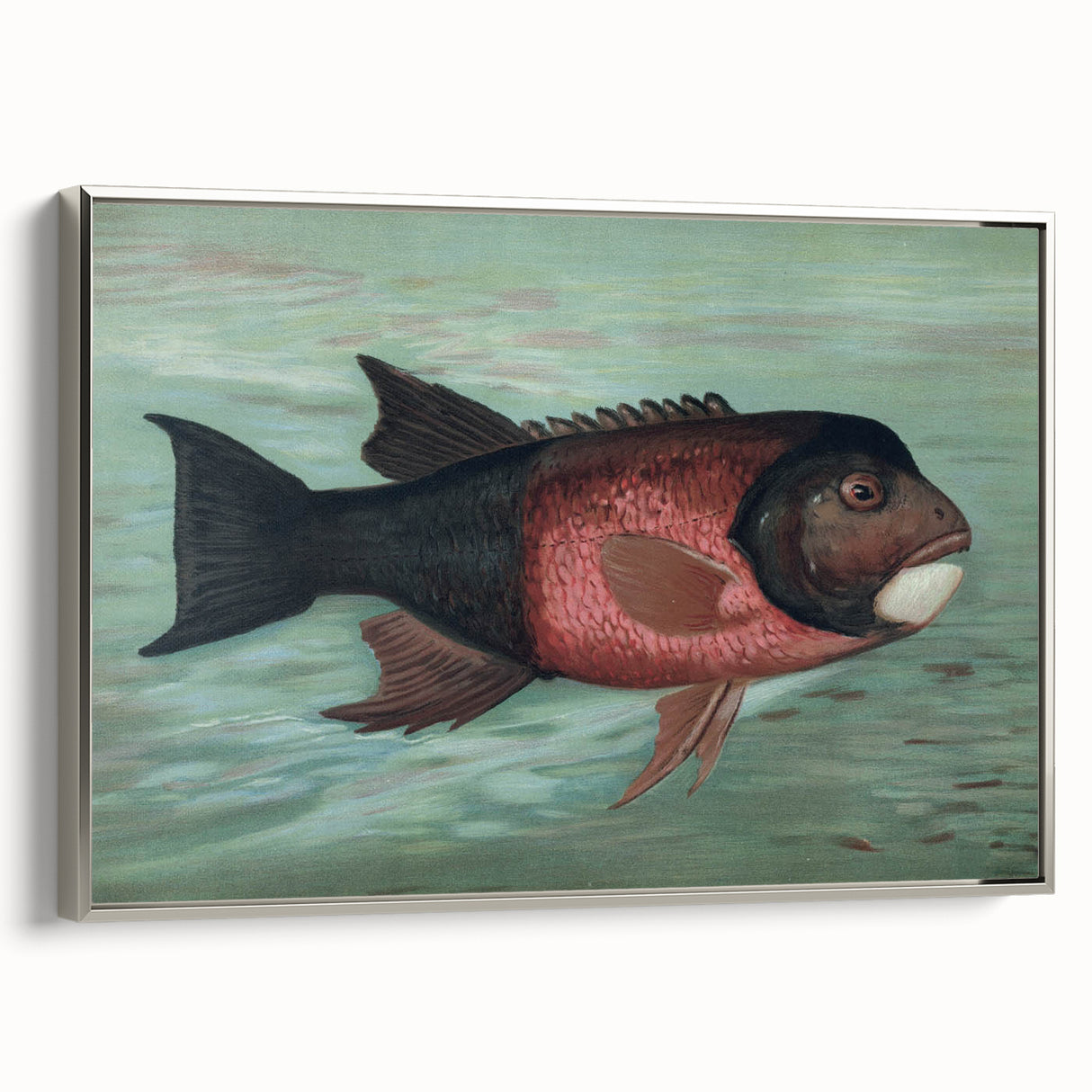 Vintage Animal Art: Fish in Water | Antique Wildlife Prints