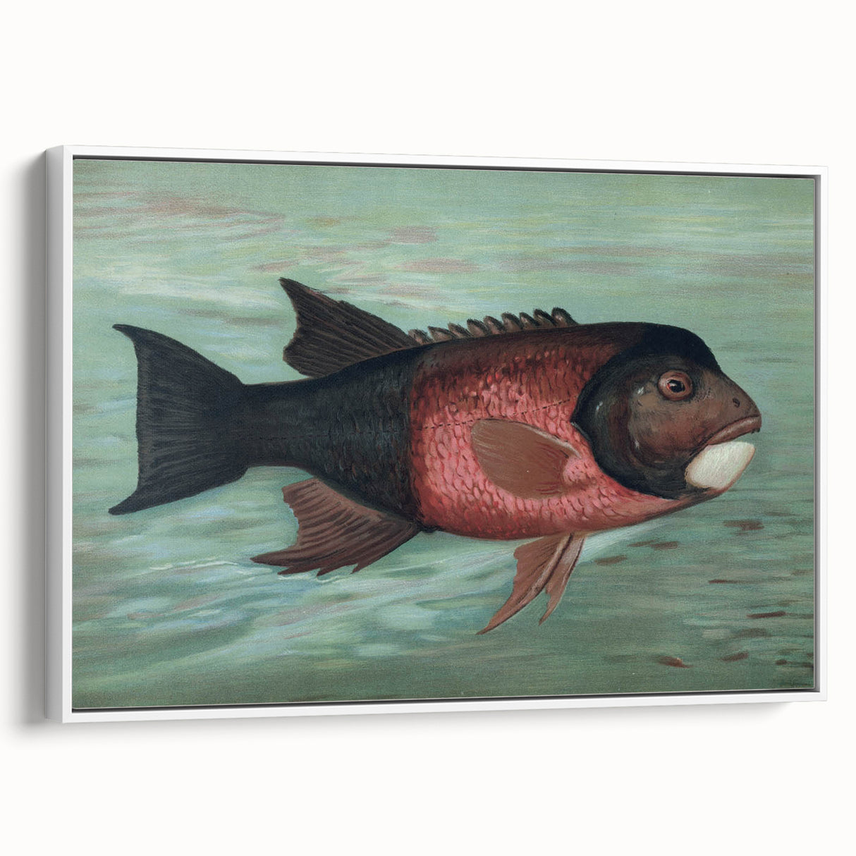 Vintage Animal Art: Fish in Water | Antique Wildlife Prints