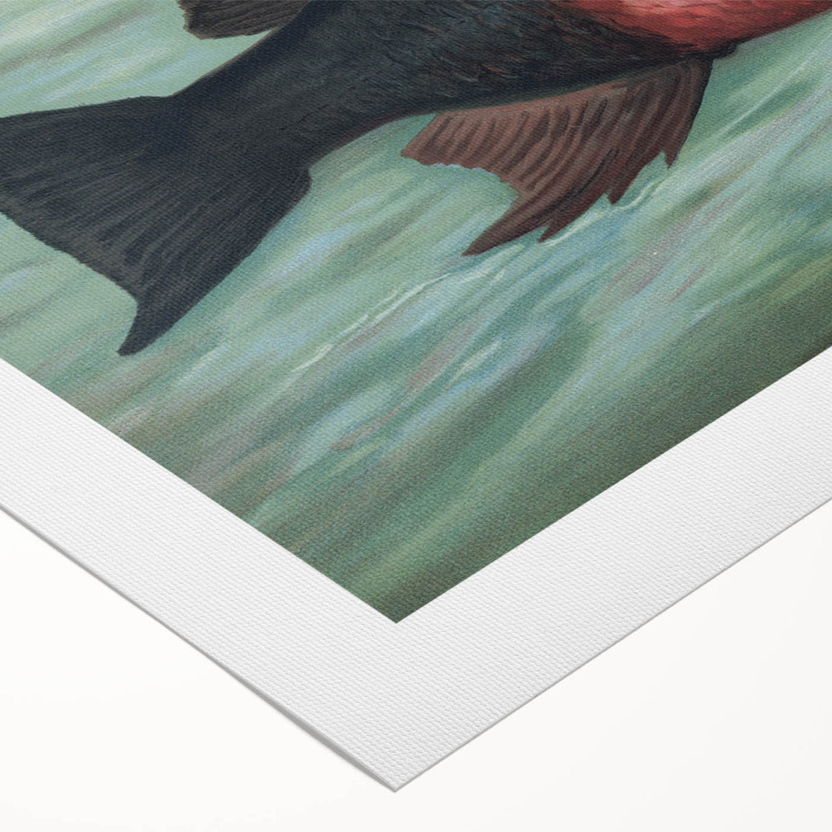 Vintage Animal Art: Fish in Water | Antique Wildlife Prints