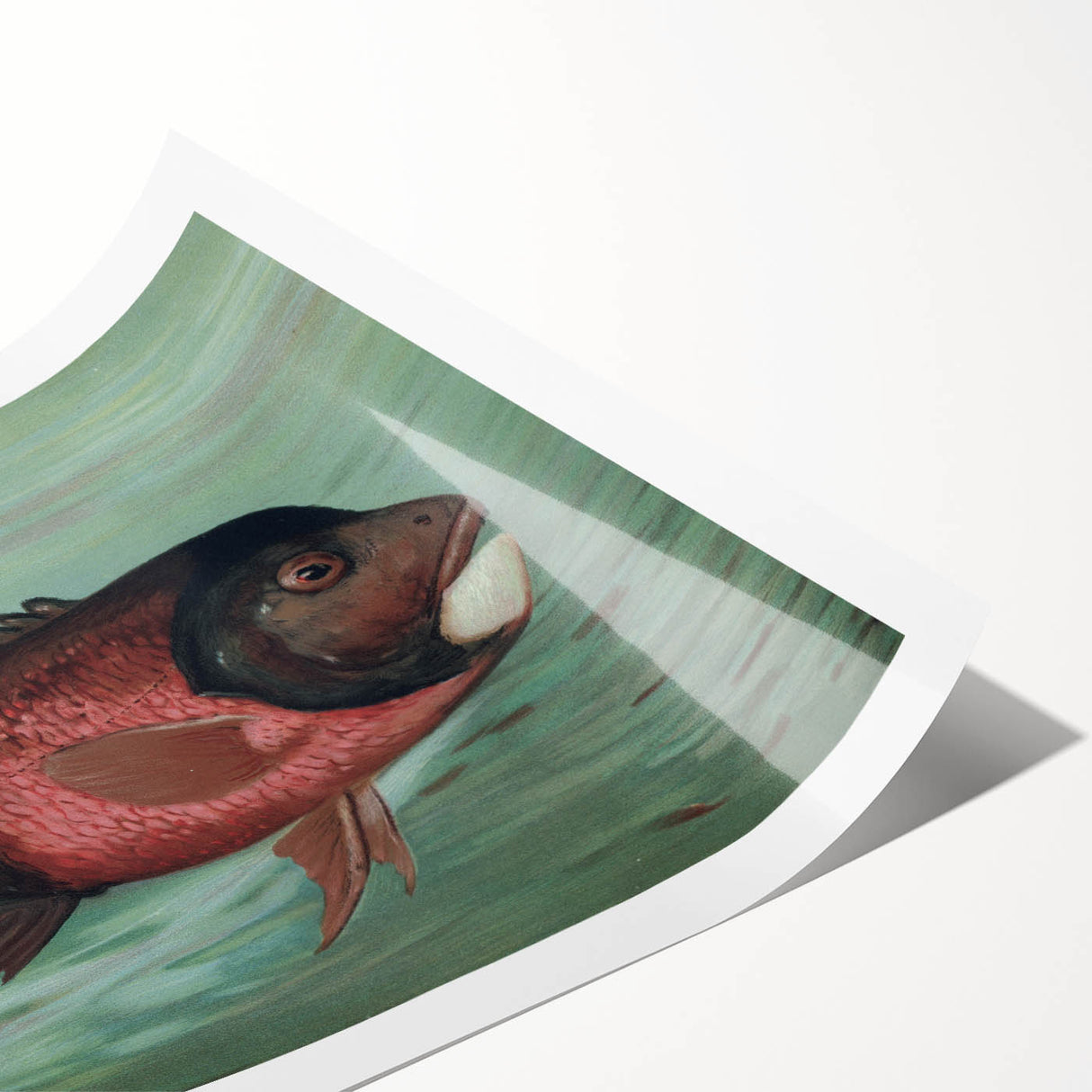 Vintage Animal Art: Fish in Water | Antique Wildlife Prints