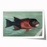 Vintage Animal Art: Fish in Water | Antique Wildlife Prints