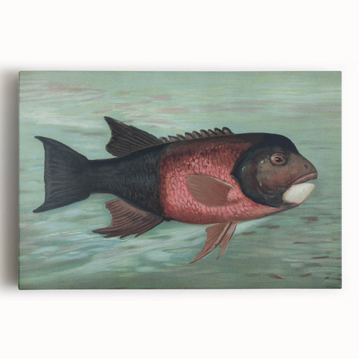 Vintage Animal Art: Fish in Water | Antique Wildlife Prints