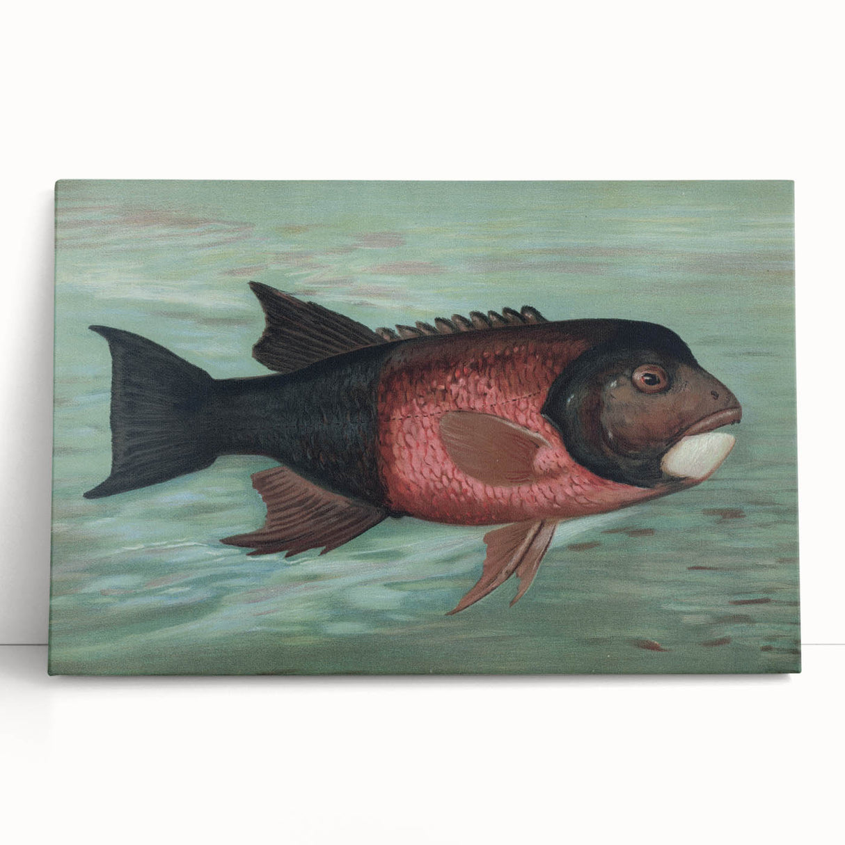 Vintage Animal Art: Fish in Water | Antique Wildlife Prints