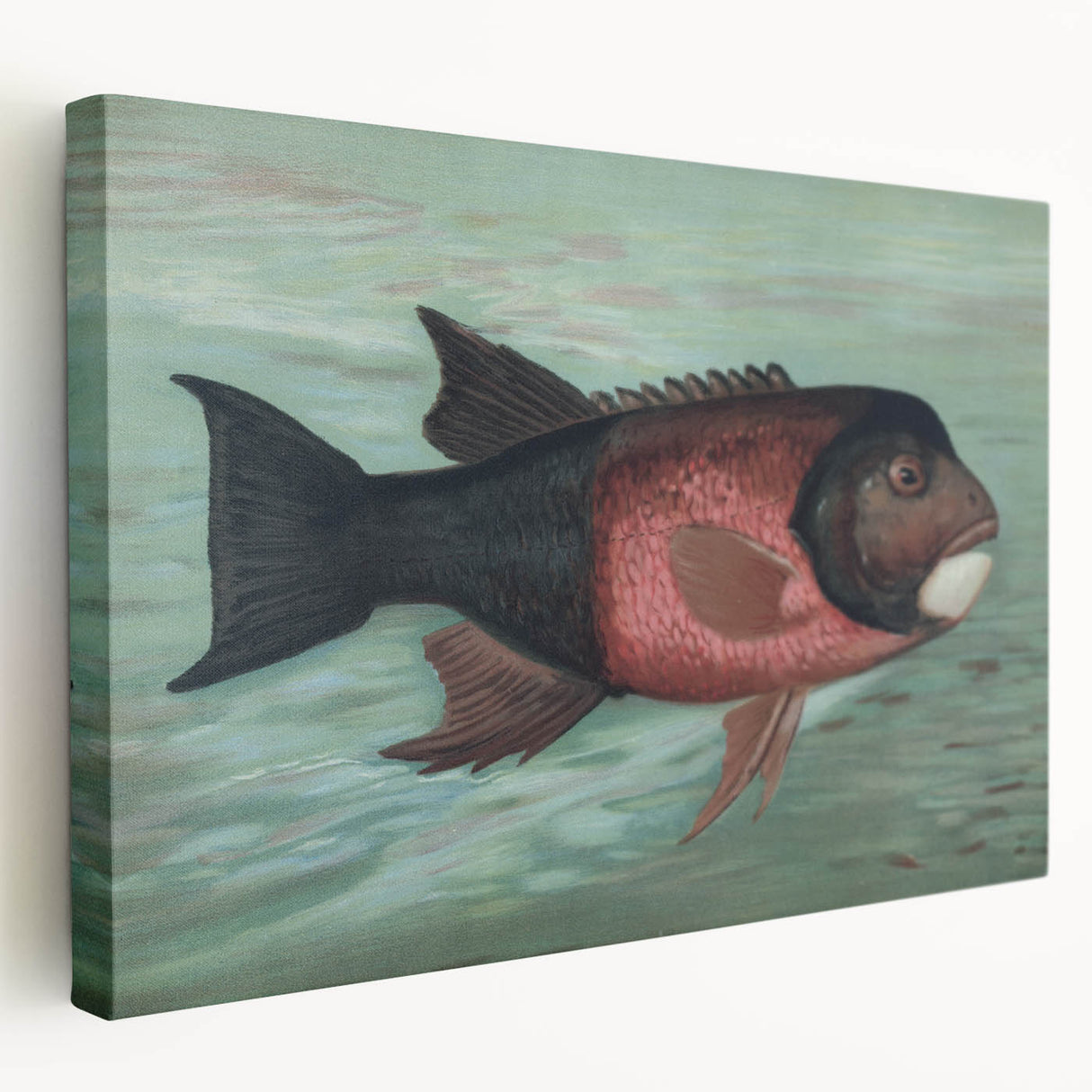 Vintage Animal Art: Fish in Water | Antique Wildlife Prints