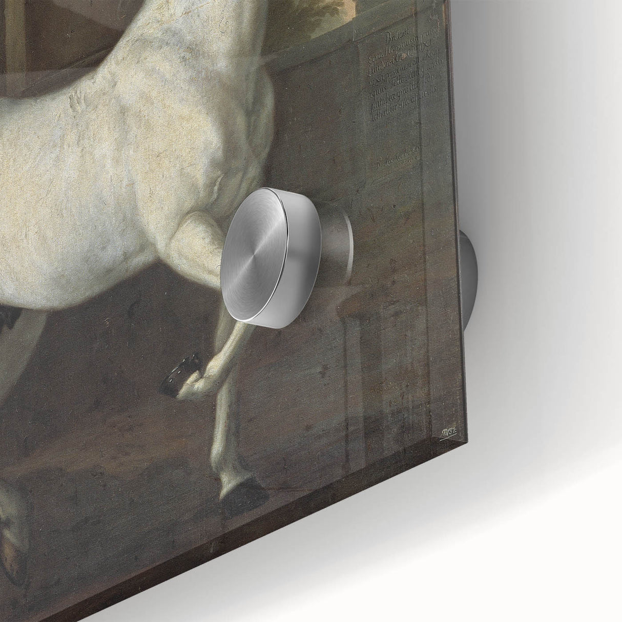 Vintage Animal Art - Classic White Horse Antique Wildlife Prints