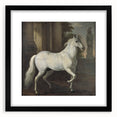Vintage Animal Art - Classic White Horse Antique Wildlife Prints