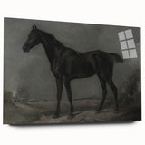 Vintage Animal Art - Majestic Black Horse Antique Wildlife Print