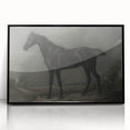 Vintage Animal Art - Majestic Black Horse Antique Wildlife Print