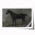 Vintage Animal Art - Majestic Black Horse Antique Wildlife Print