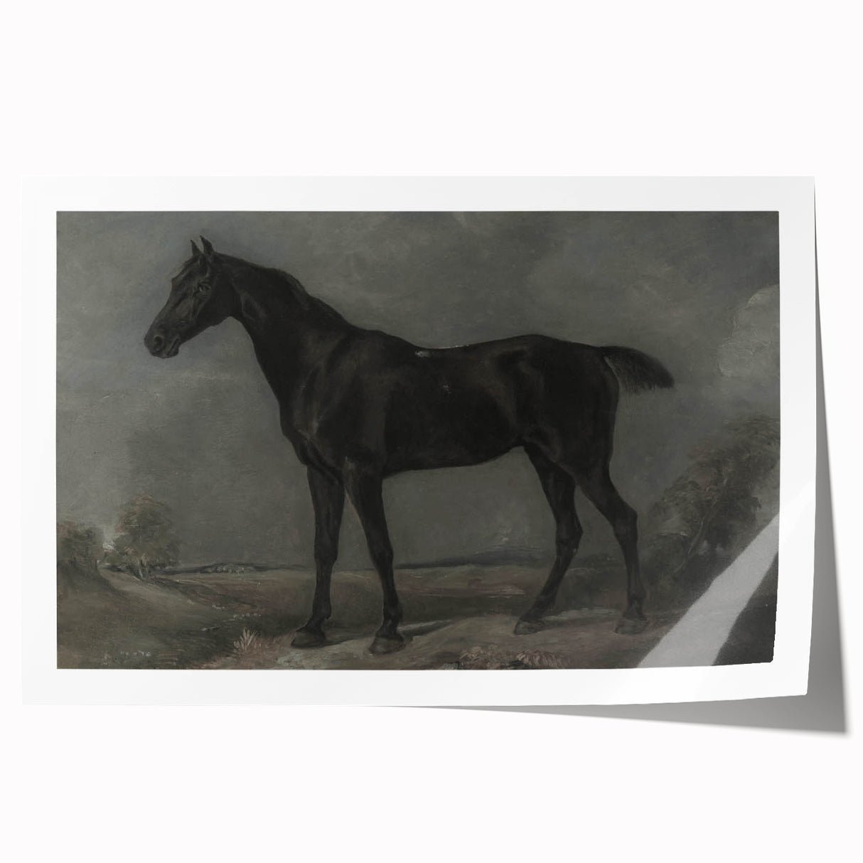 Vintage Animal Art - Majestic Black Horse Antique Wildlife Print