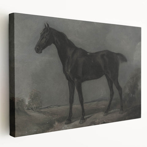 Vintage Animal Art - Majestic Black Horse Antique Wildlife Print