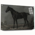 Vintage Animal Art - Majestic Black Horse Antique Wildlife Print