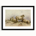 Vintage Animal Art - Sheep in Pastoral Scene Antique Print
