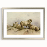 Vintage Animal Art - Sheep in Pastoral Scene Antique Print