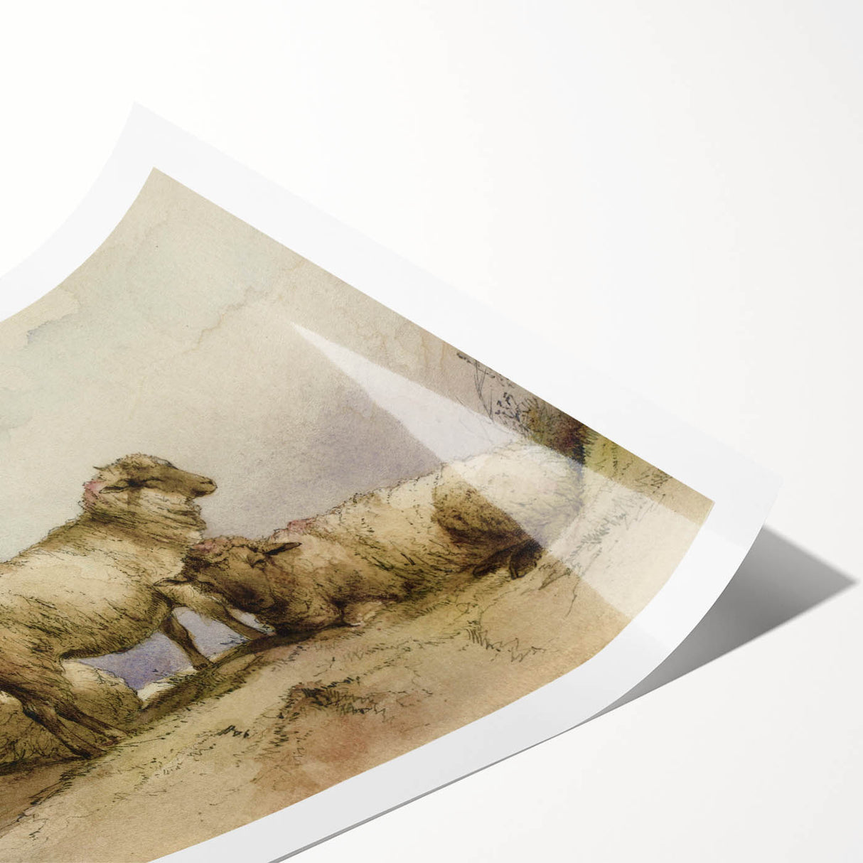 Vintage Animal Art - Sheep in Pastoral Scene Antique Print