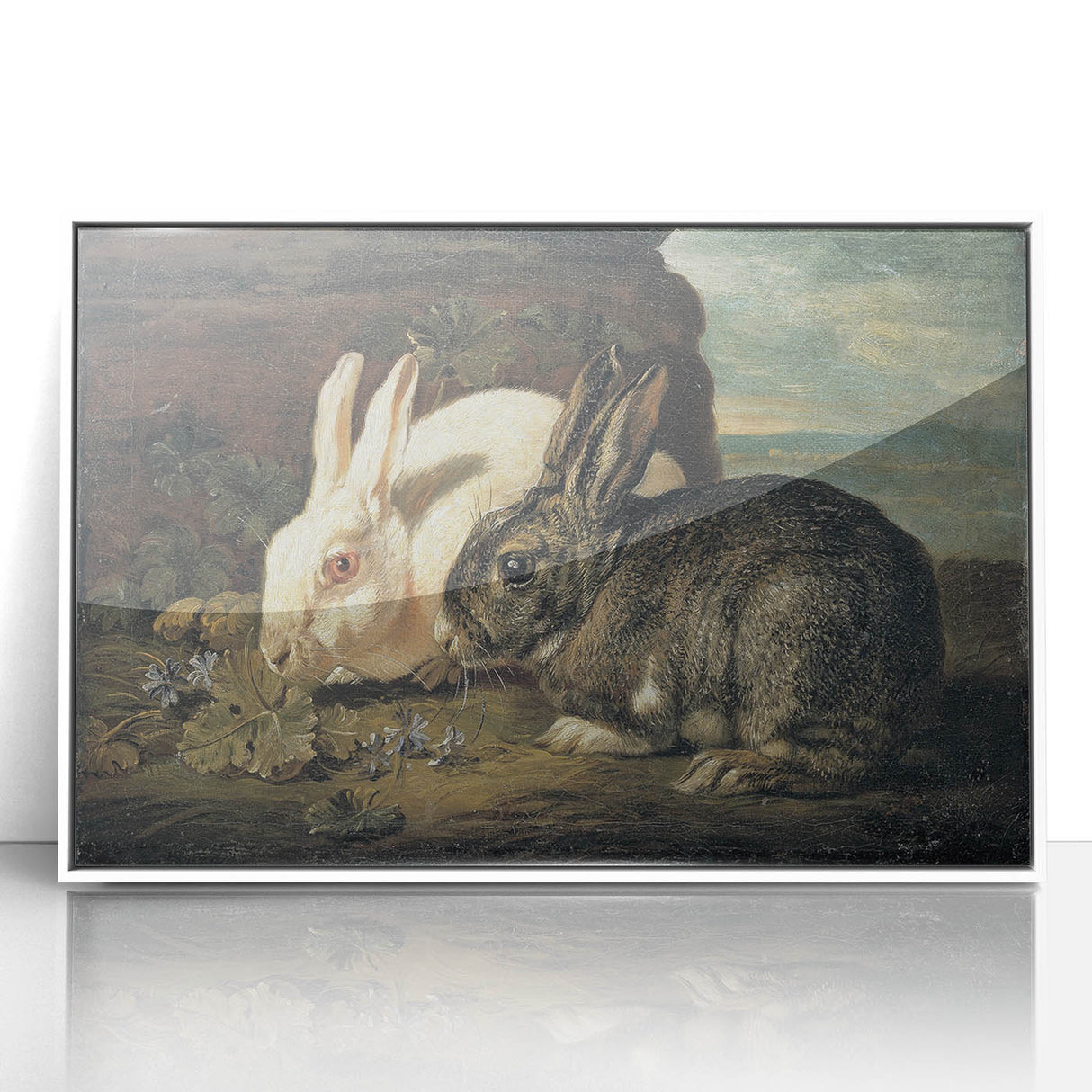 Vintage Animal Art - White & Brown Rabbits Antique Wildlife Print