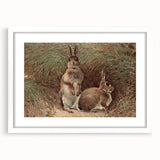 Vintage Animal Art - Rabbits in Grass Antique Wildlife Print