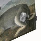 Vintage Animal Art - White & Brown Hares Antique Wildlife Print