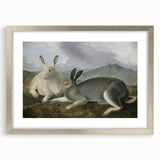 Vintage Animal Art - White & Brown Hares Antique Wildlife Print