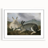 Vintage Animal Art - White & Brown Hares Antique Wildlife Print
