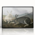 Vintage Animal Art - White & Brown Hares Antique Wildlife Print