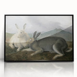 Vintage Animal Art - White & Brown Hares Antique Wildlife Print