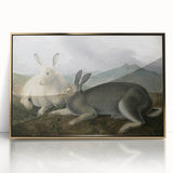 Vintage Animal Art - White & Brown Hares Antique Wildlife Print