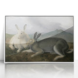 Vintage Animal Art - White & Brown Hares Antique Wildlife Print