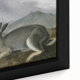 Vintage Animal Art - White & Brown Hares Antique Wildlife Print