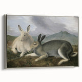 Vintage Animal Art - White & Brown Hares Antique Wildlife Print